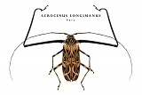 acrocinus longimanus
